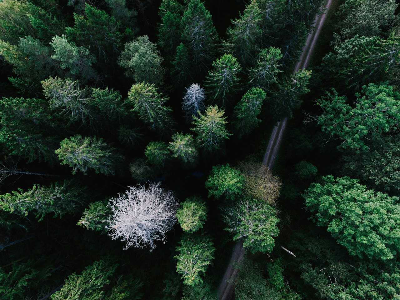 metsämaisema